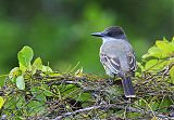 Loggerhead Kingbird